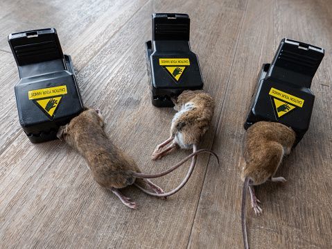 Ultra Sensitive Heavy Duty Mouse Trap - YN